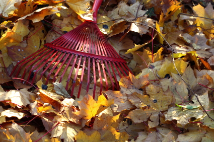 rake and autumn leaves